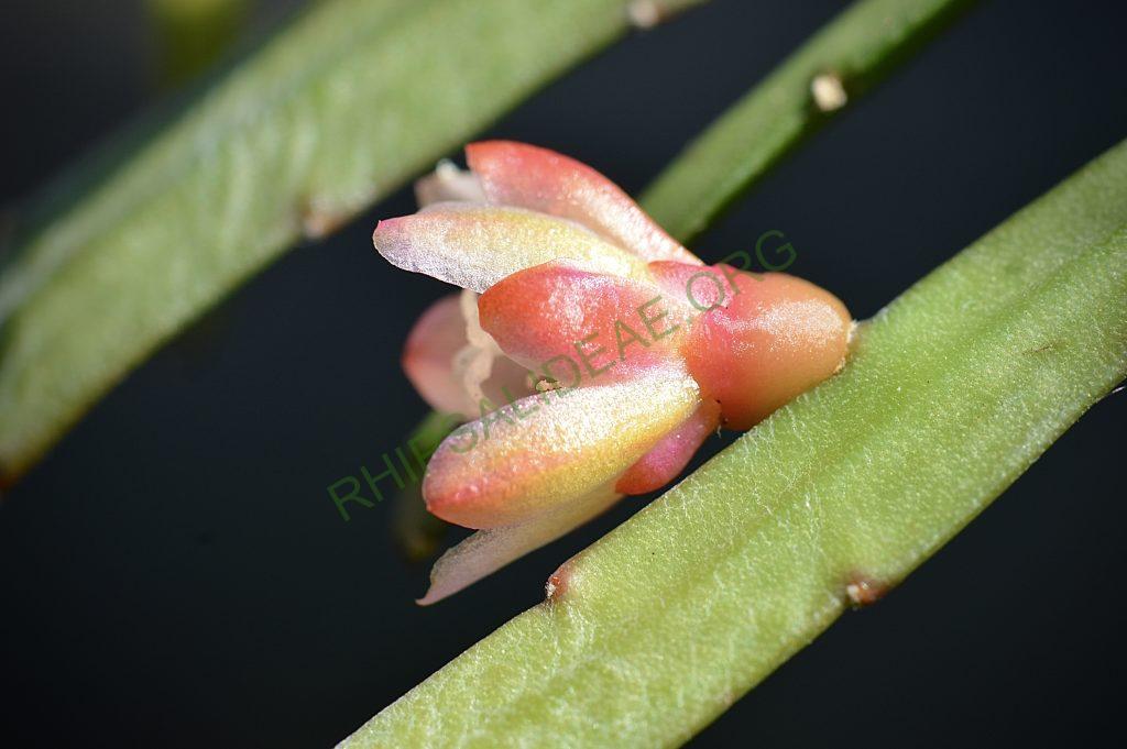Pfeiffera boliviana