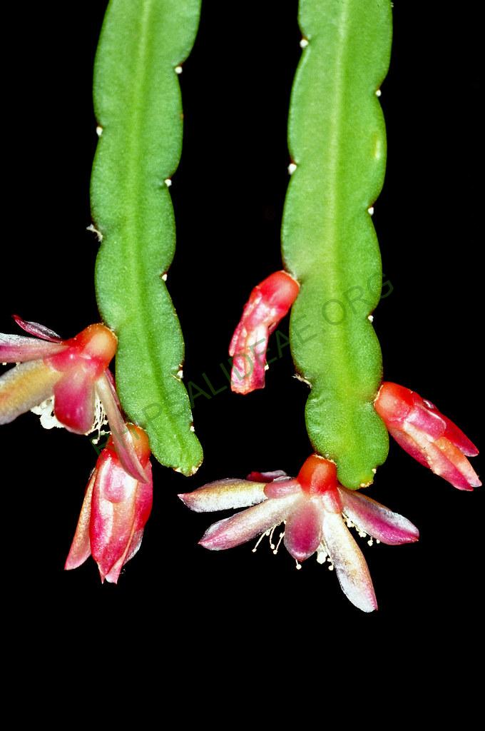 Pfeiffera boliviana