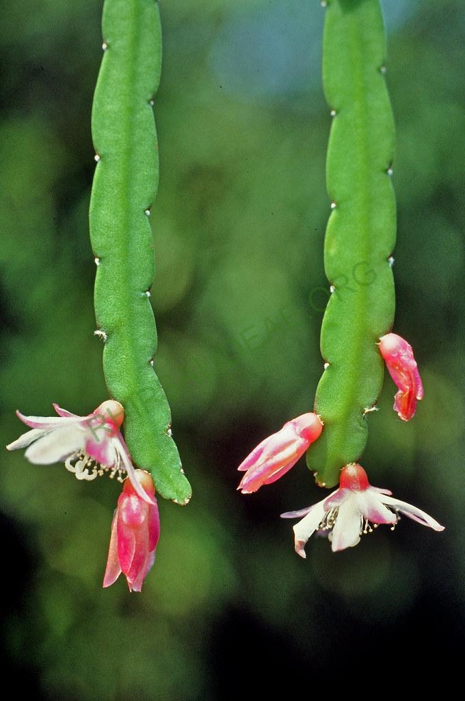 Pfeiffera boliviana