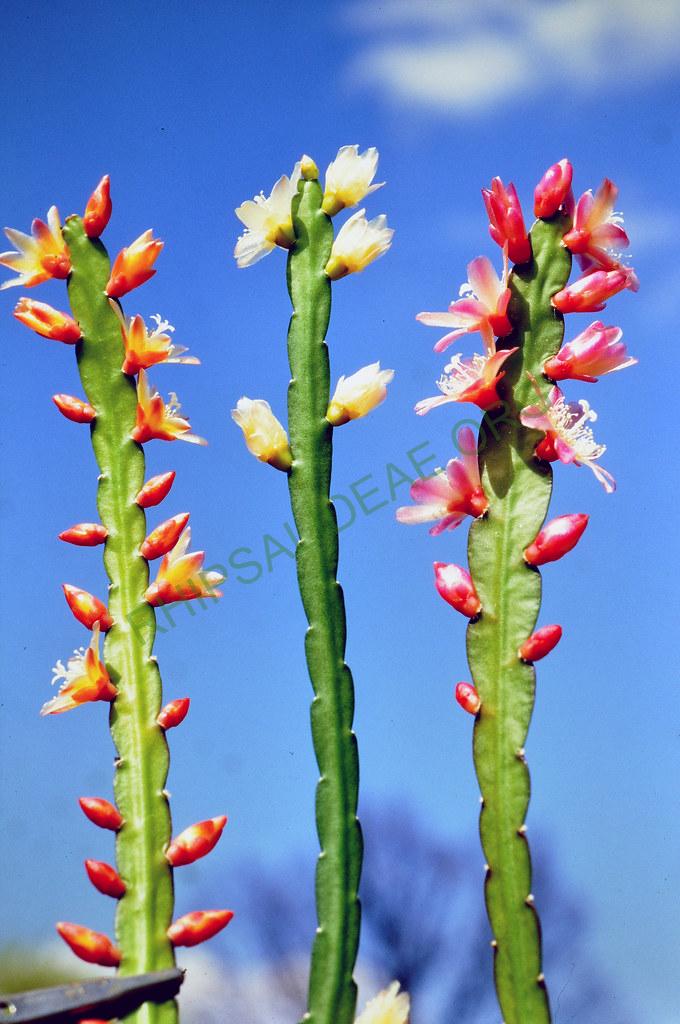 Pfeiffera boliviana