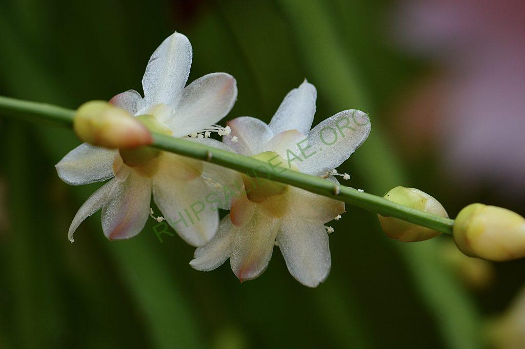 Pfeiffera boliviana