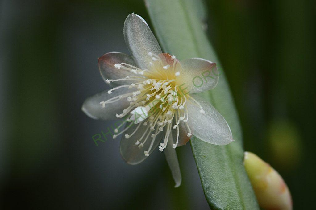 Pfeiffera boliviana
