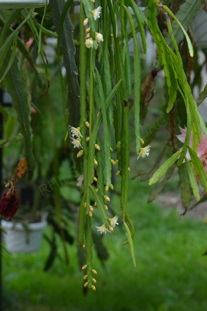 Pfeiffera boliviana