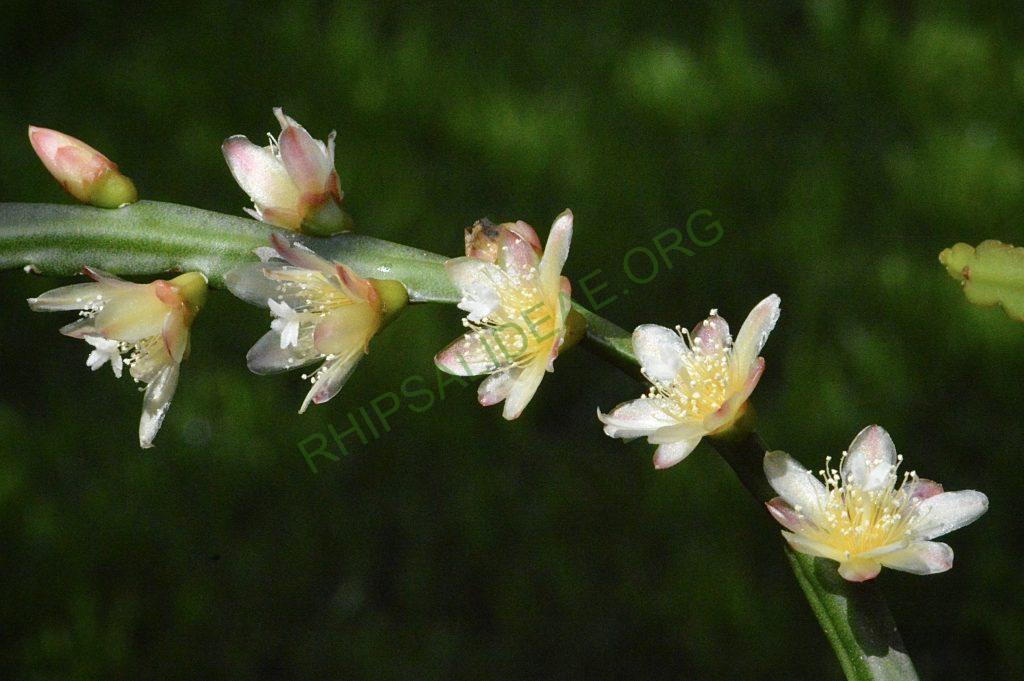 Pfeiffera boliviana