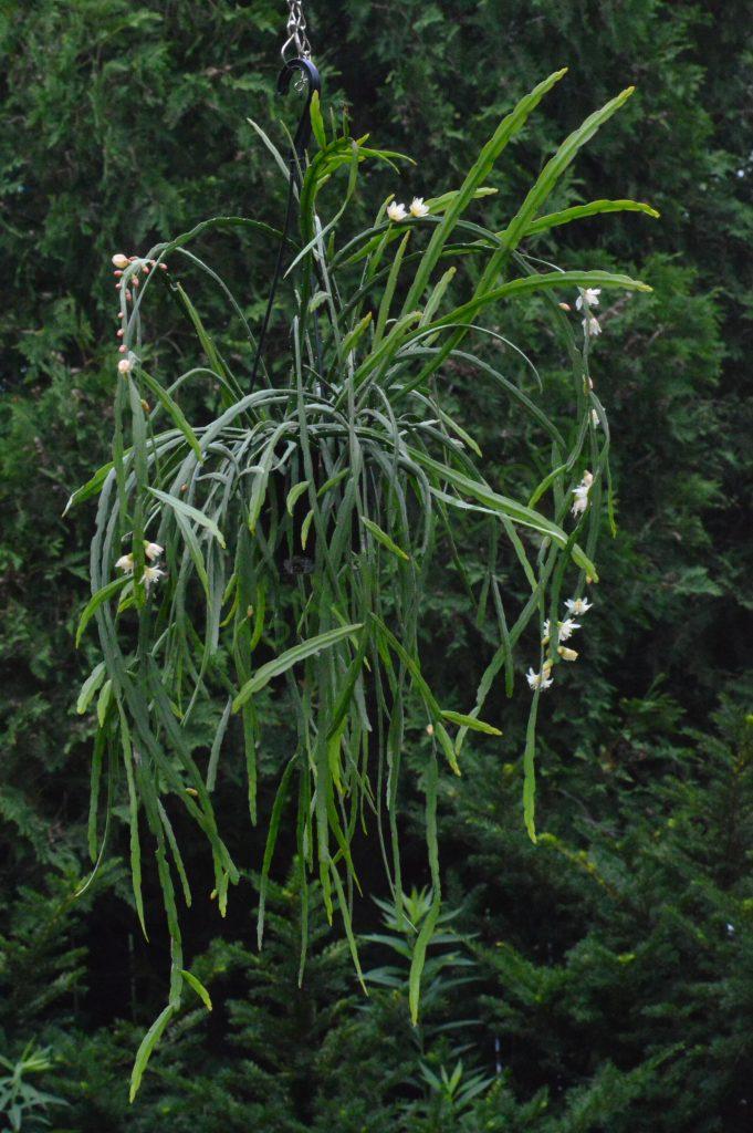 Pfeiffera boliviana