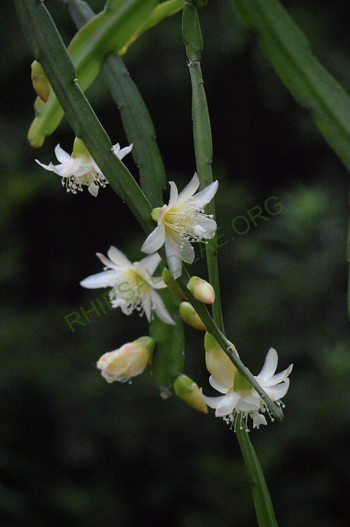 Pfeiffera boliviana