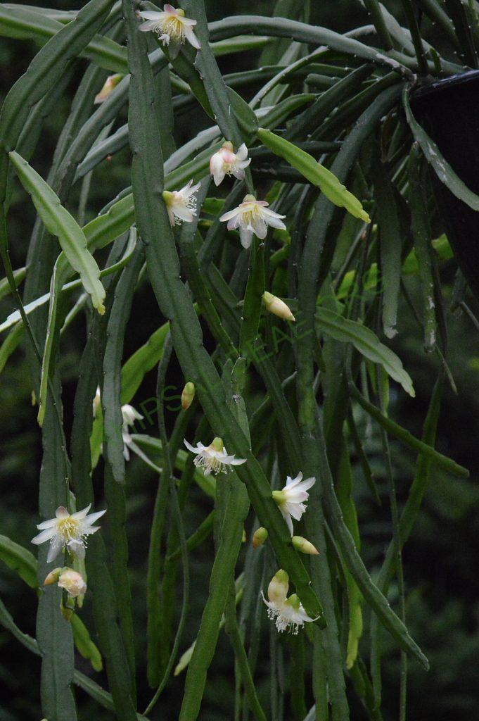 Pfeiffera boliviana