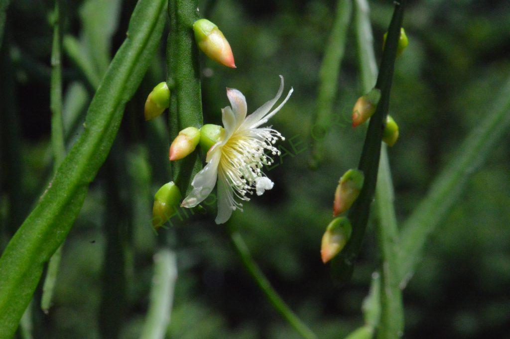 Pfeiffera boliviana