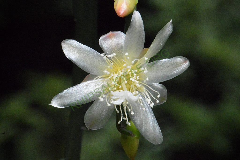 Pfeiffera boliviana