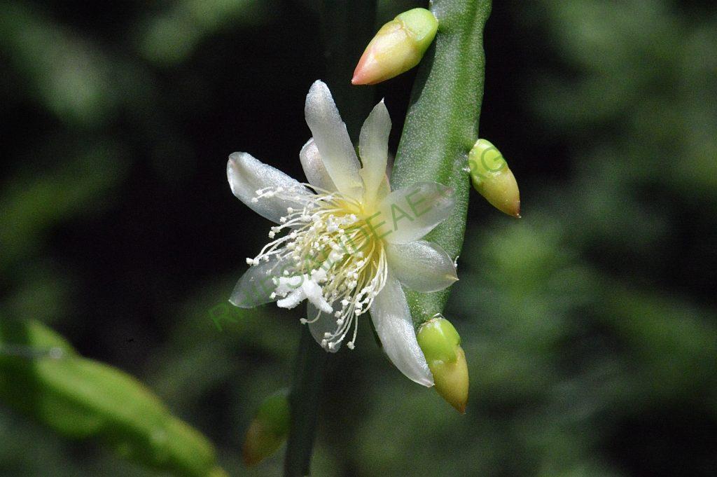 Pfeiffera boliviana