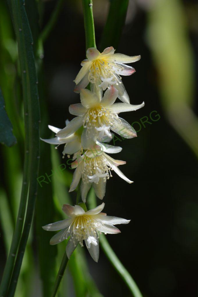 Pfeiffera boliviana