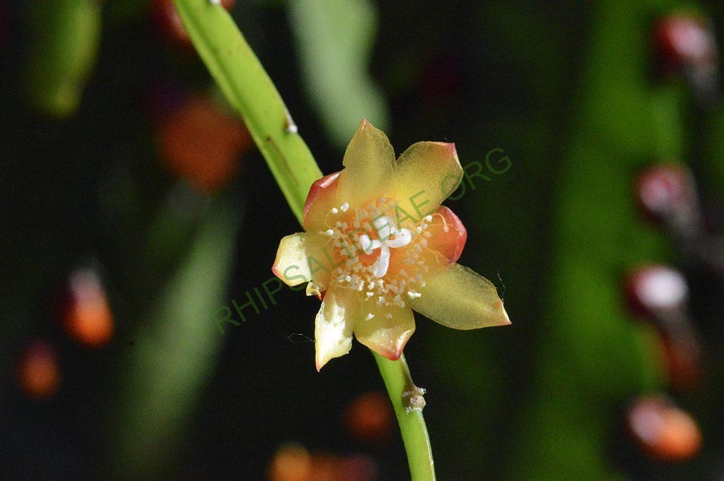 Pfeiffera boliviana