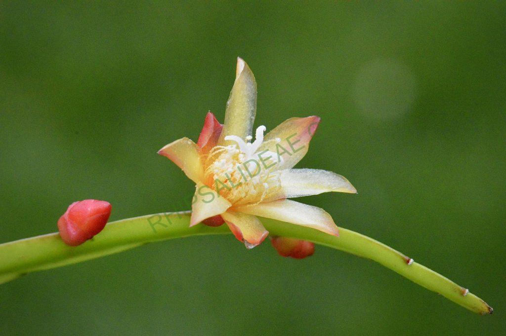 Pfeiffera boliviana