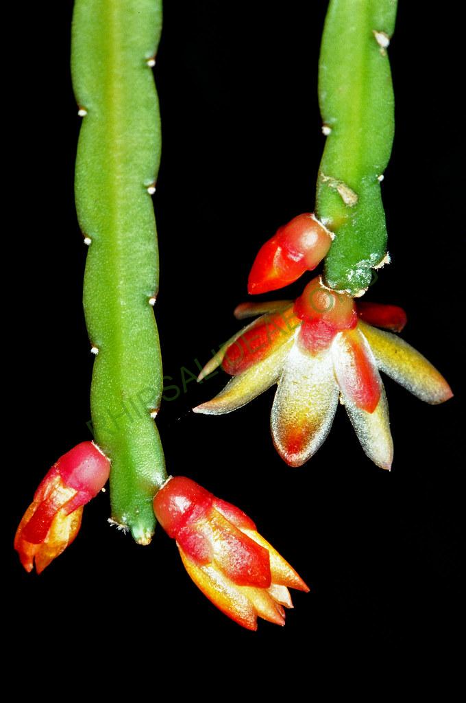 Pfeiffera boliviana