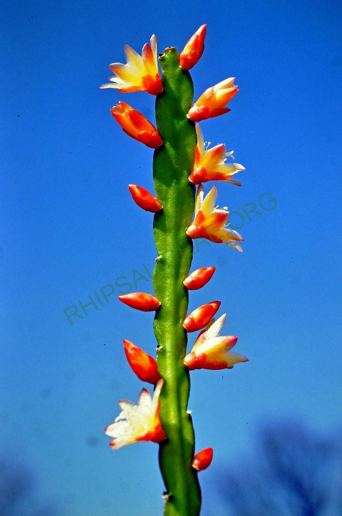 Pfeiffera boliviana