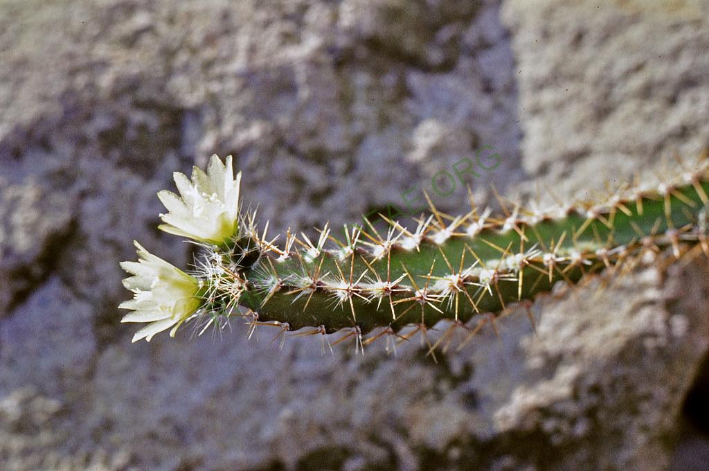 Pfeiffera ianthothole, 33260