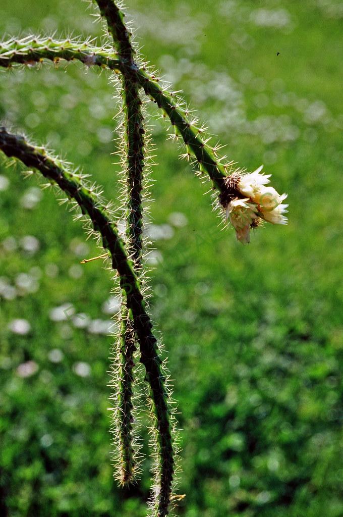 Pfeiffera ianthothele, 6-87