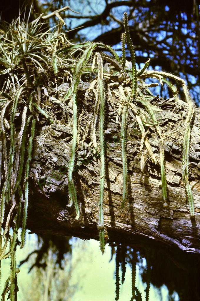 Pfeiffera ianthothele, Argentina, 86-6