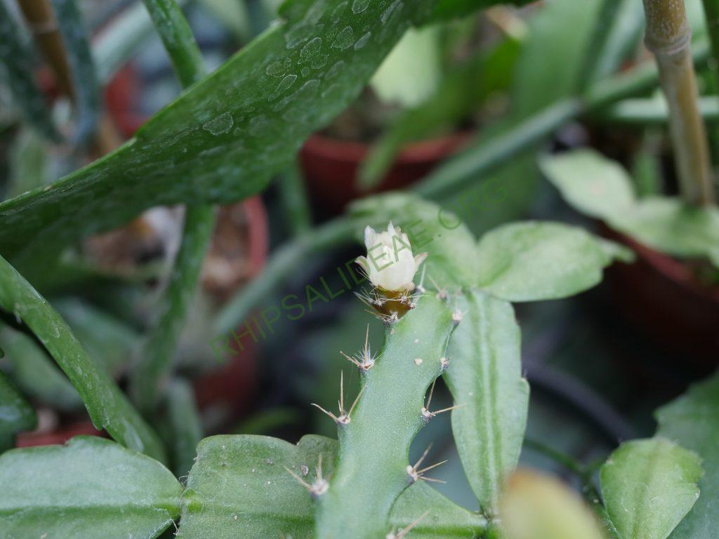 Pfeiffera ianthothele, RH 2155a, Villa El Alto, Catamarca, Argentina, 1100m