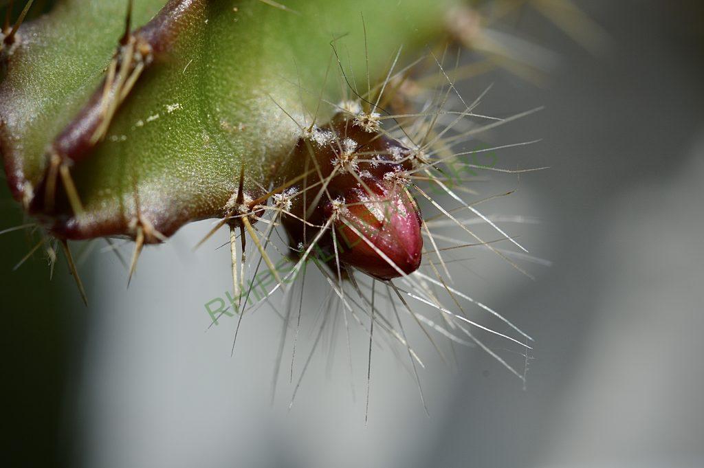 Pfeiffera ianthothele