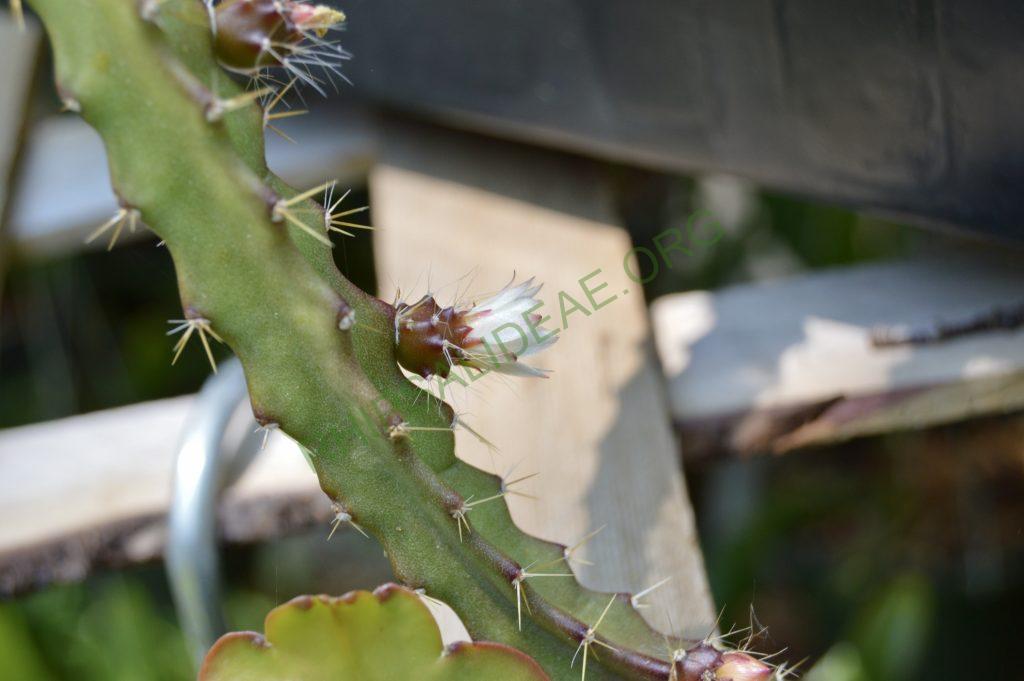 Pfeiffera ianthothele
