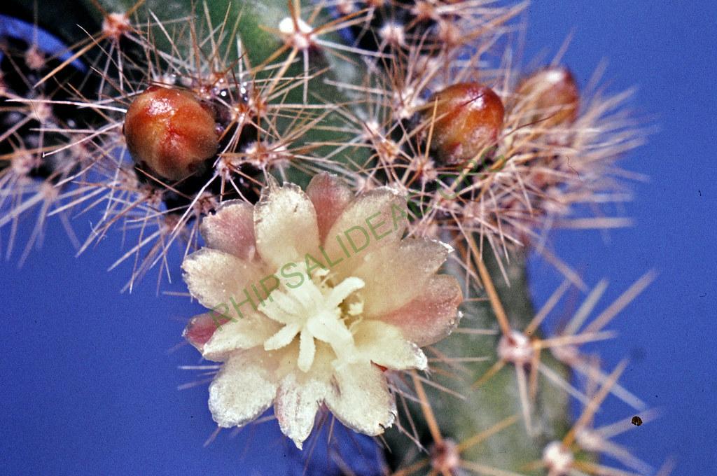 Pfeiffera ianthothele