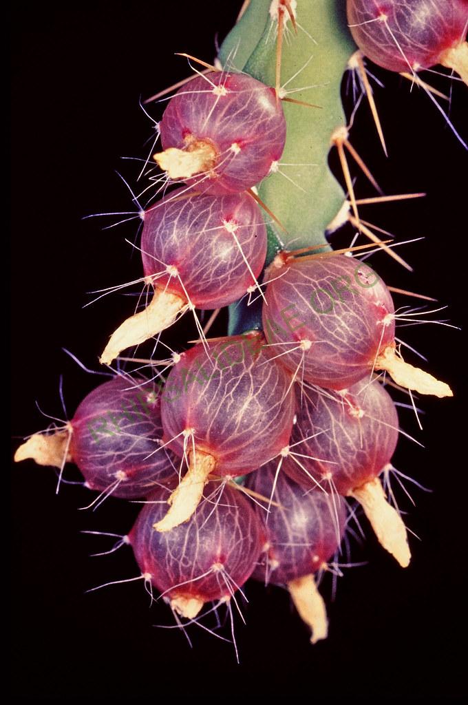 Pfeiffera ianthothele