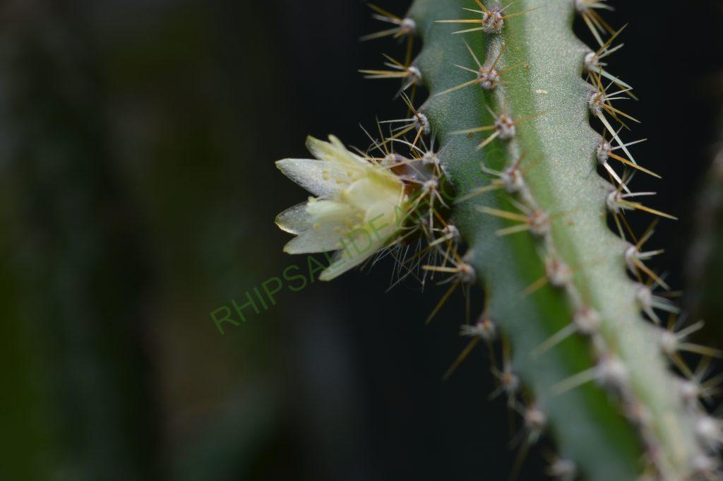 Pfeiffera ianthothele