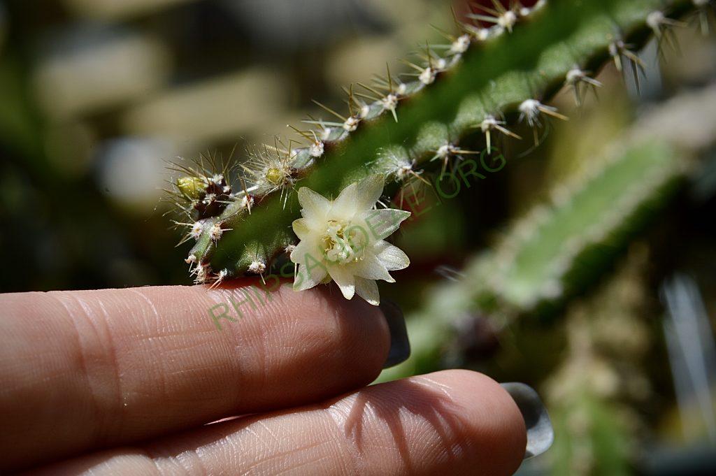 Pfeiffera ianthothele