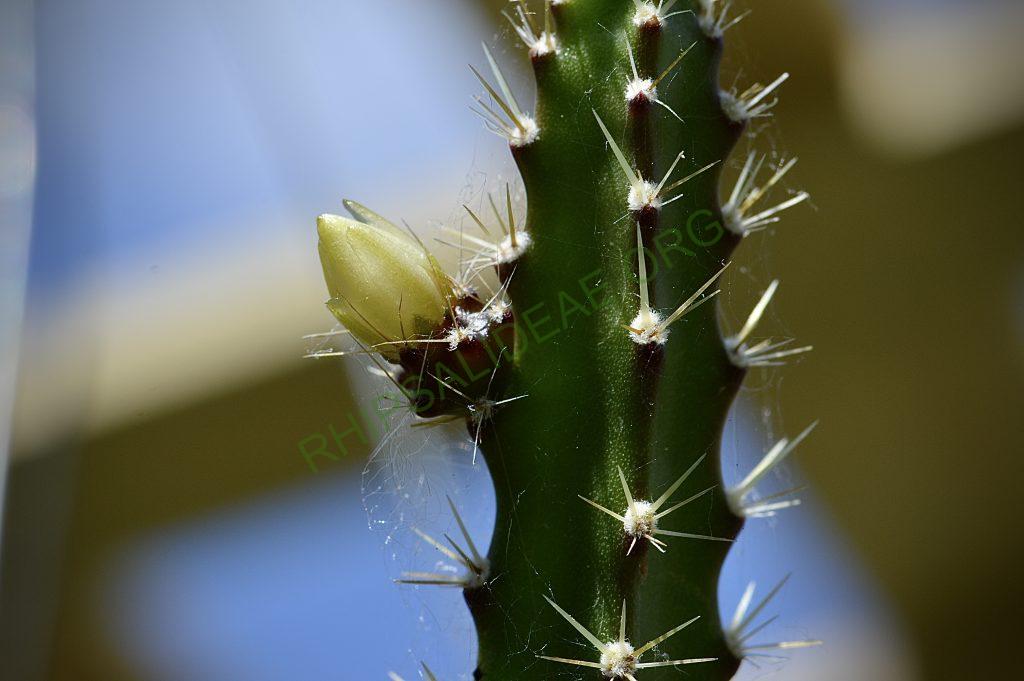 Pfeiffera ianthothele