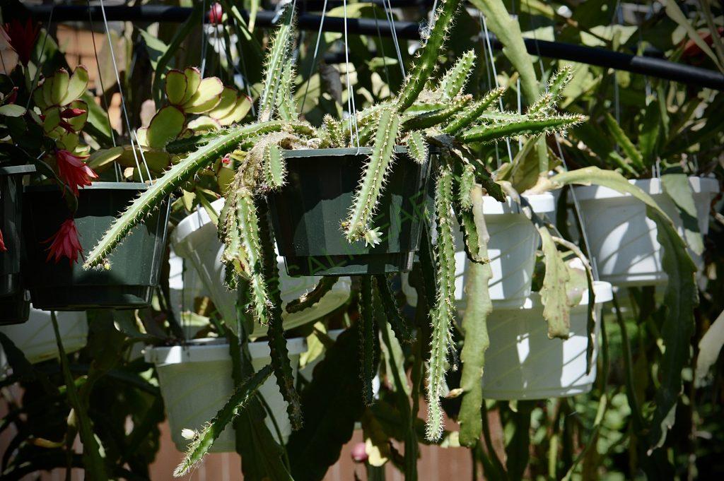 Pfeiffera ianthothele