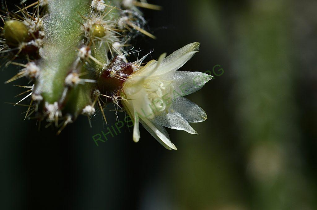 Pfeiffera ianthothele