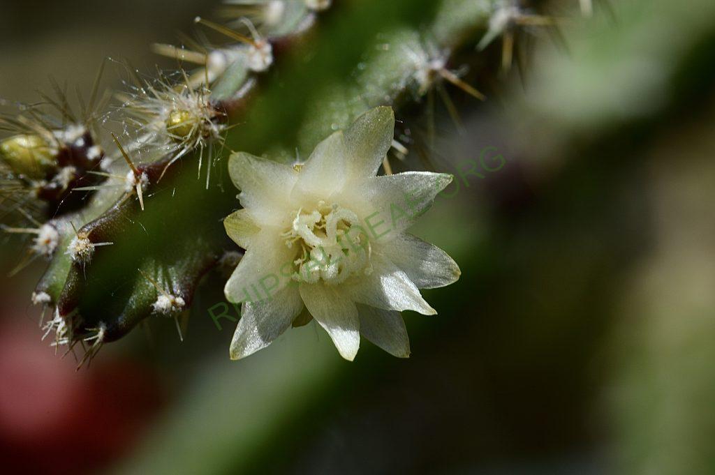 Pfeiffera ianthothele