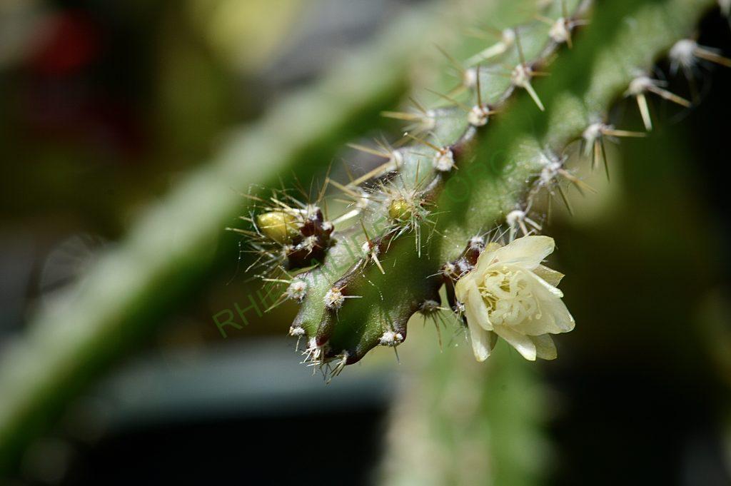 Pfeiffera ianthothele