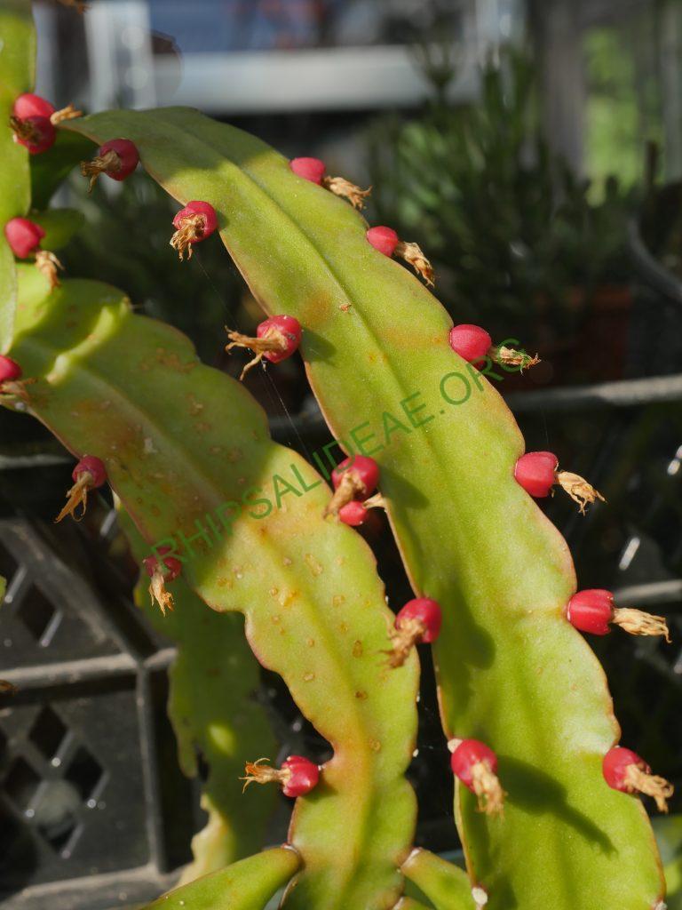 Pfeiffera monacantha subsp. kimnachii