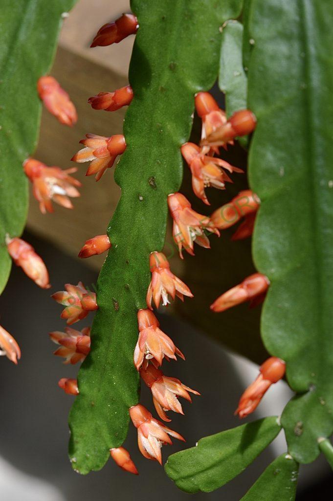Pfeiffera monacantha subsp. kimnachii