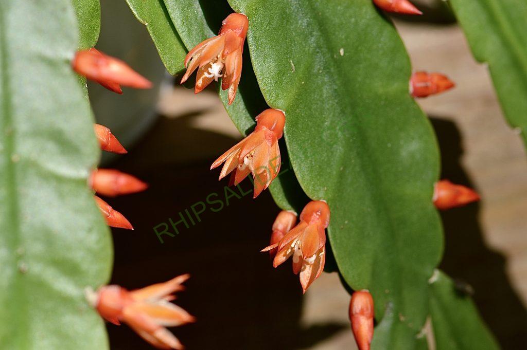 Pfeiffera monacantha subsp. kimnachii