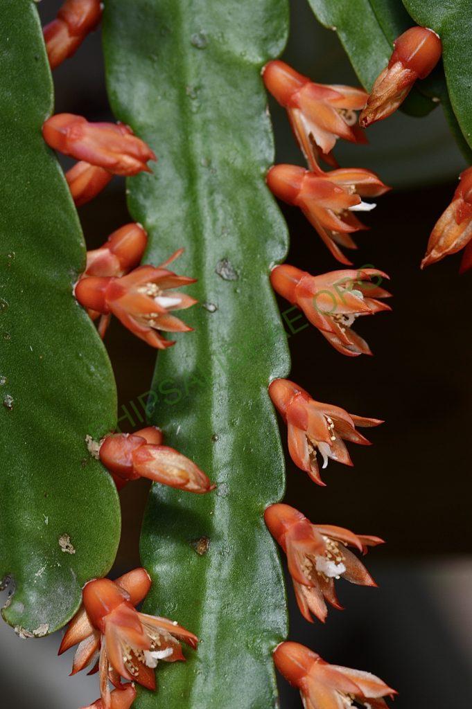 Pfeiffera monacantha subsp. kimnachii