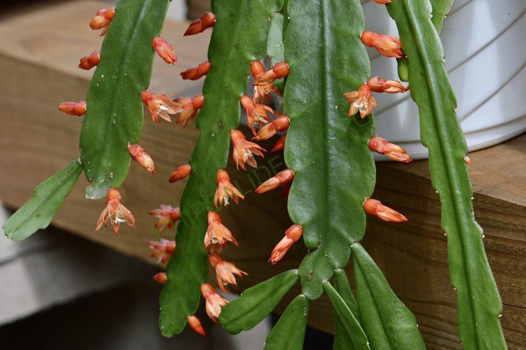 Pfeiffera monacantha subsp. kimnachii