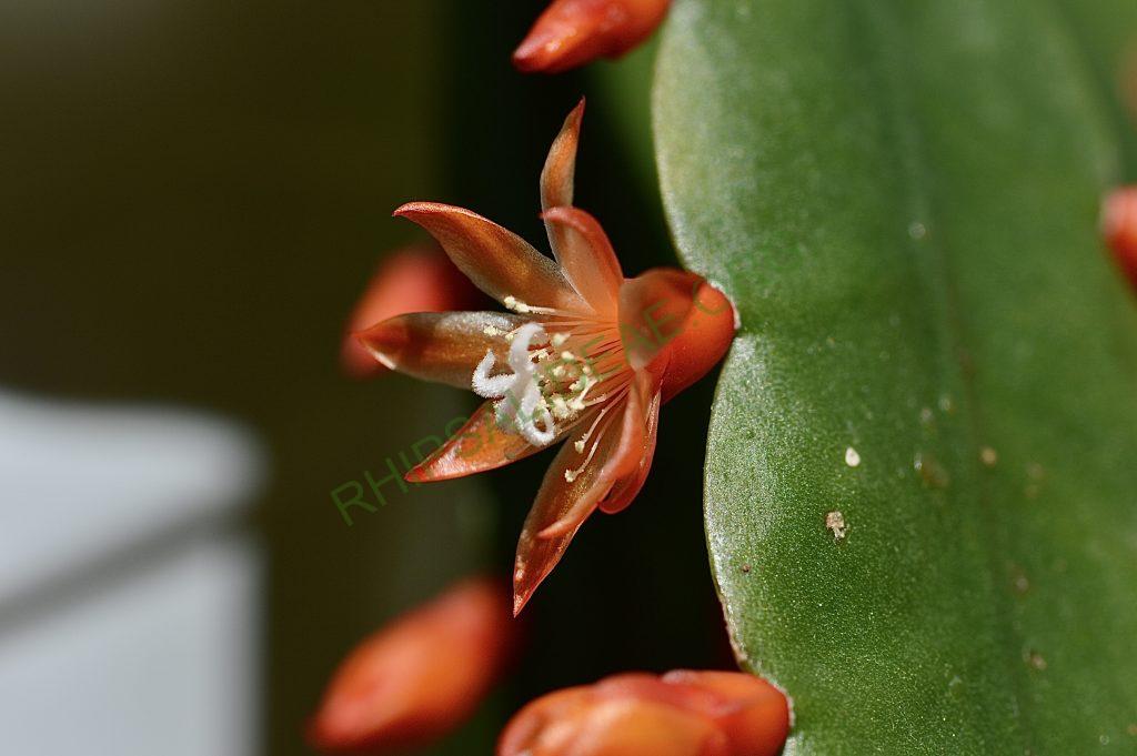 Pfeiffera monacantha subsp. kimnachii