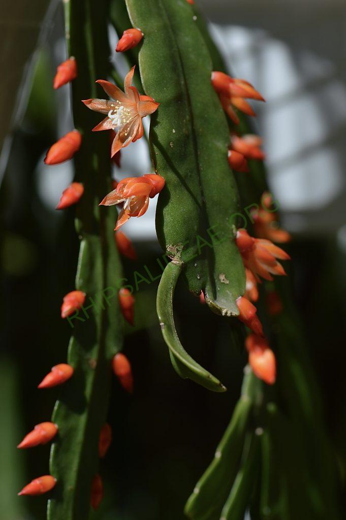 Pfeiffera monacantha subsp. kimnachii