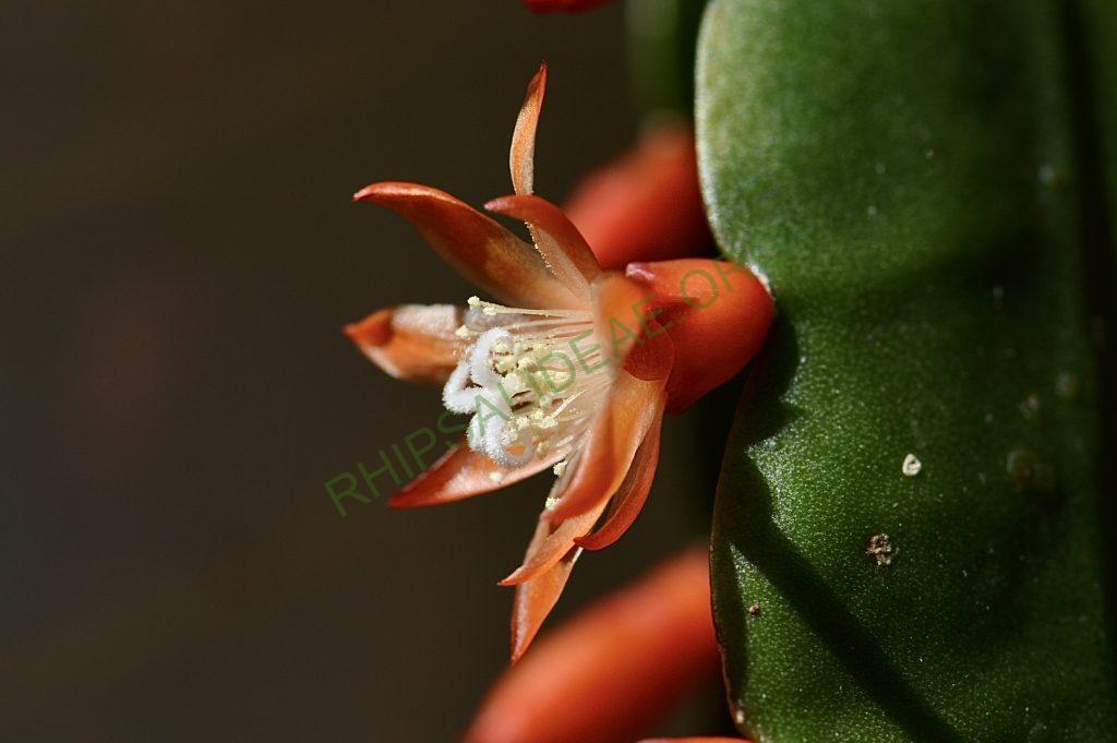 Pfeiffera monacantha subsp. kimnachii