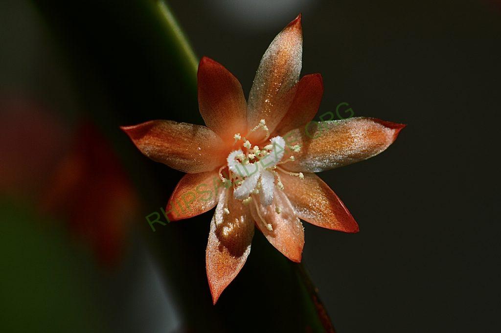 Pfeiffera monacantha subsp. kimnachii