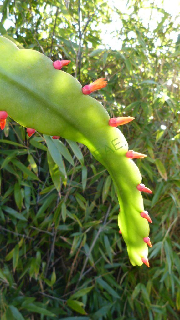 Pfeiffera monacantha subsp. kimnachii