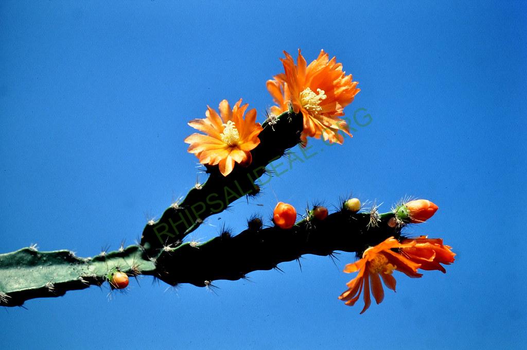 Pfeiffera miyagawae, 3-93