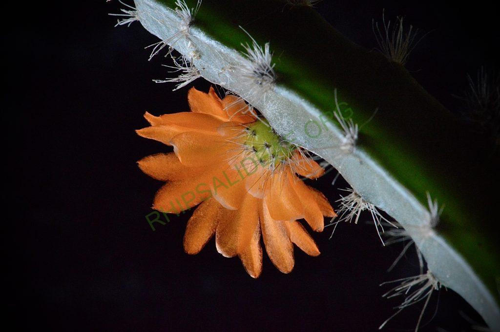 Pfeiffera miyagawae