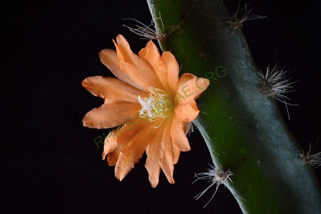Pfeiffera miyagawae