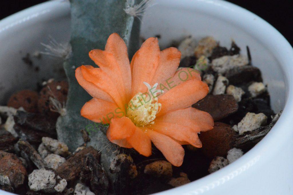 Pfeiffera miyagawae