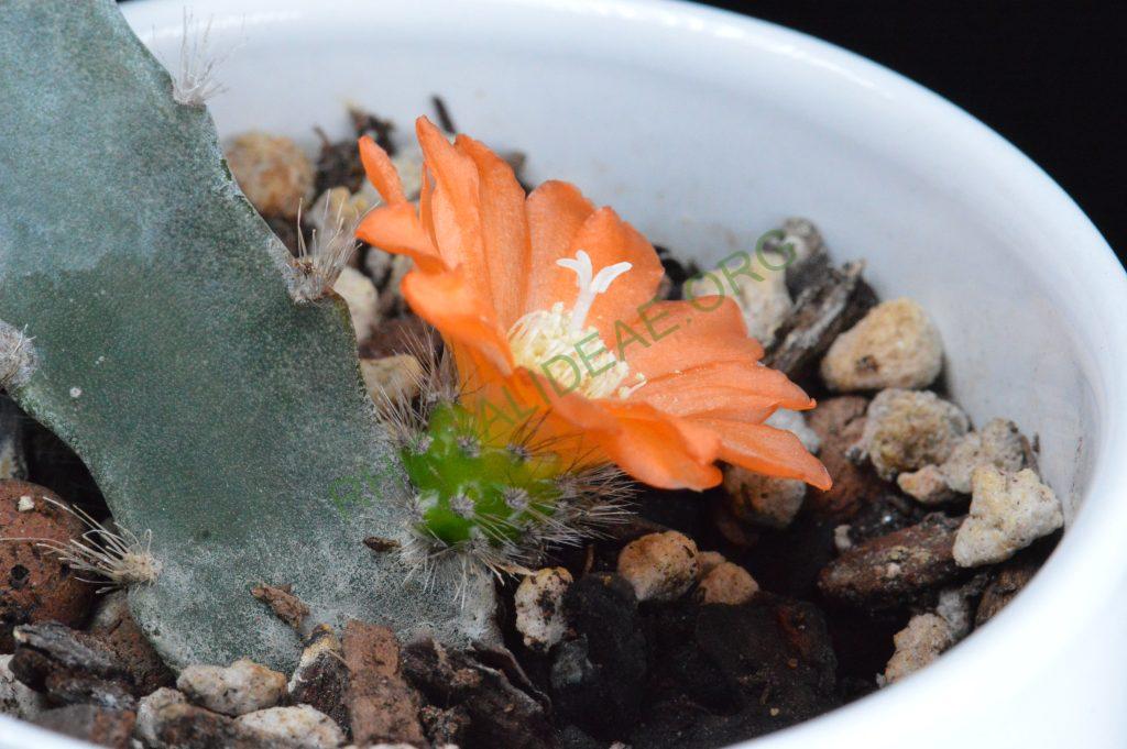 Pfeiffera miyagawae