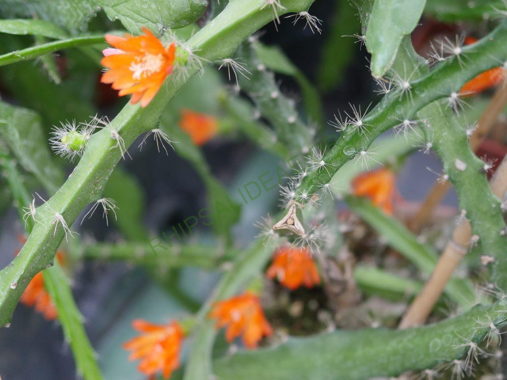 Pfeiffera miyagawae, WK 1044, La Asunta, La Paz, Bolivia 750m